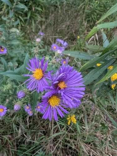New England aster