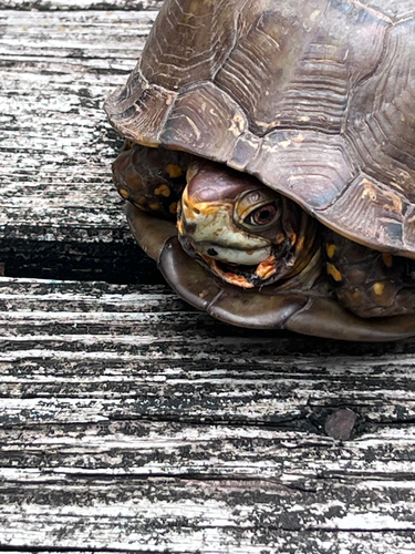 Three-toed Box Turtle