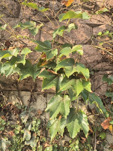 Japanese creeper