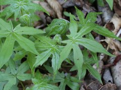 Parasenecio delphiniphyllus