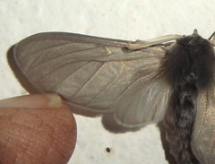 Apisa canescens