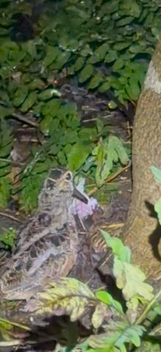 American Woodcock observed by panettieri