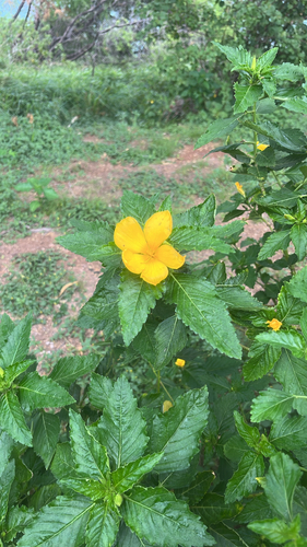 Turnera ulmifolia observed 2026-09-07