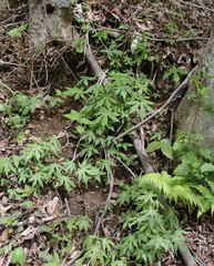 Parasenecio delphiniphyllus