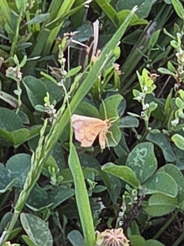 Chickweed Geometer Moth