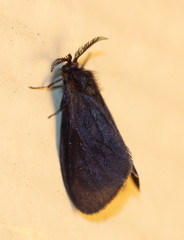 Cryptothelea gloverii