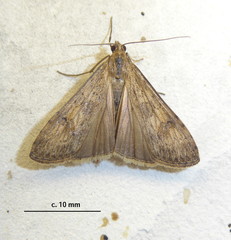 Nomophila noctuella