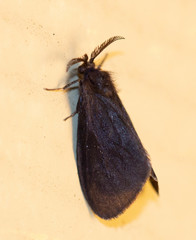 Cryptothelea gloverii