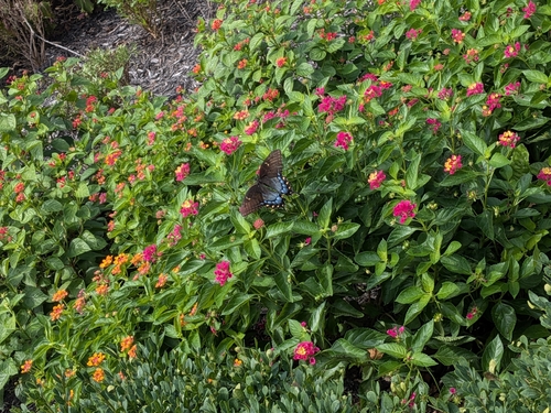 Eastern Tiger Swallowtail
