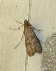 Nomophila noctuella