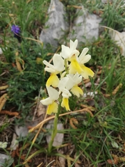 Orchis pauciflora
