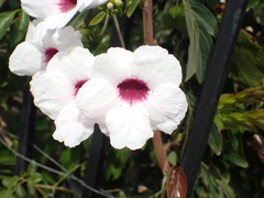 Pandorea jasminoides