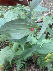 Streptopus amplexifolius, photograph (c) Jake OFlaherty, some rights reserved (CC BY)