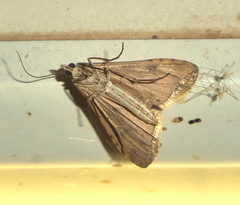 Nomophila noctuella