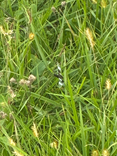 Widow Skimmer