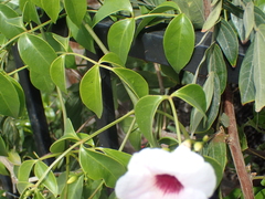 Pandorea jasminoides