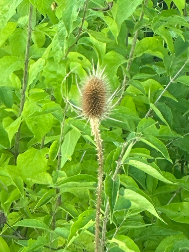 wild teasel