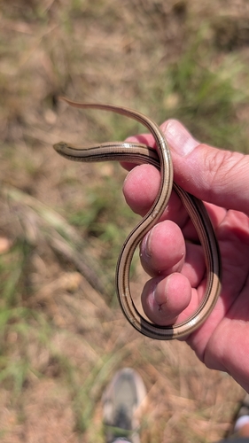 Slender Glass Lizard