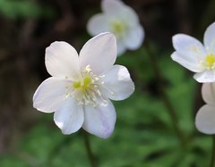 Anemonastrum flaccidum