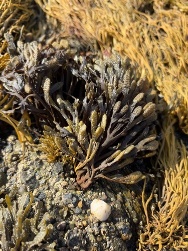 Hesperophycus harveyanus observed 2026-09-13