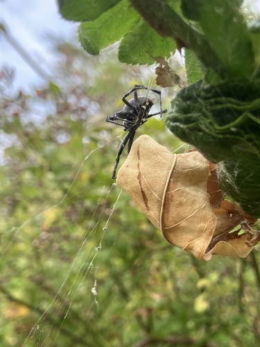 Western Spotted Orbweaver