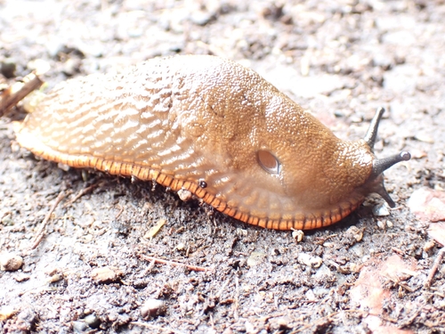Black Slug