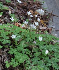 Anemonastrum flaccidum