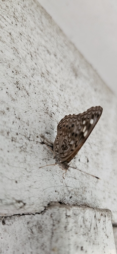 Hackberry Emperor