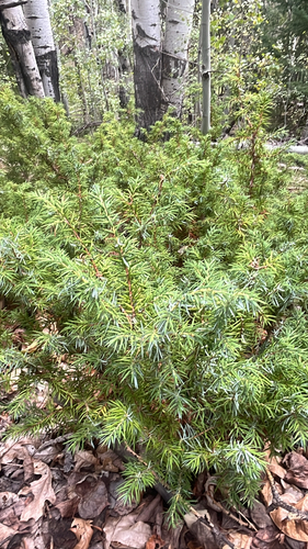 common juniper