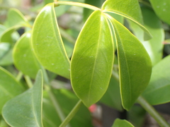 Pandorea jasminoides