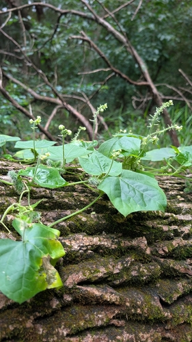 Oneseed Bur Cucumber