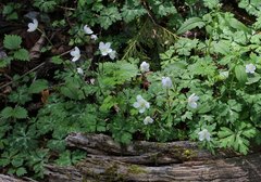Anemonastrum flaccidum