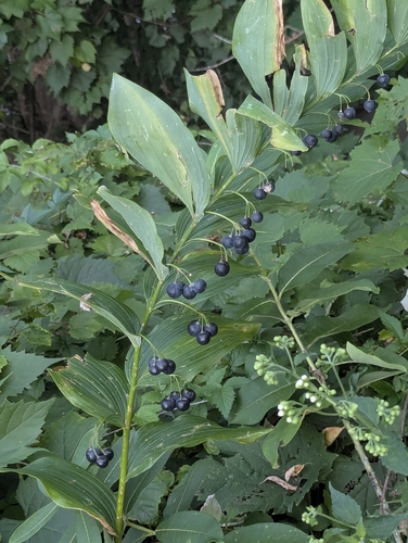 smooth Solomon's seal