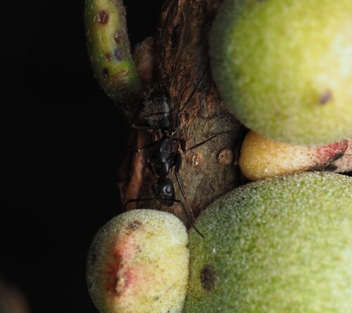 Eastern Black Carpenter Ant