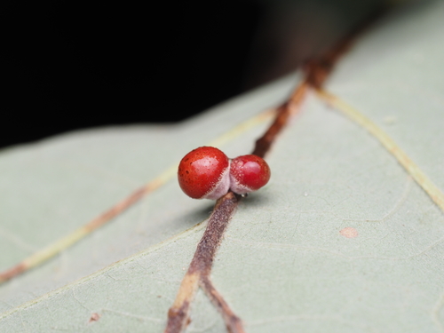 Clustered Midrib Gall Wasp