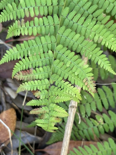 Dryopteris arguta, photograph 5