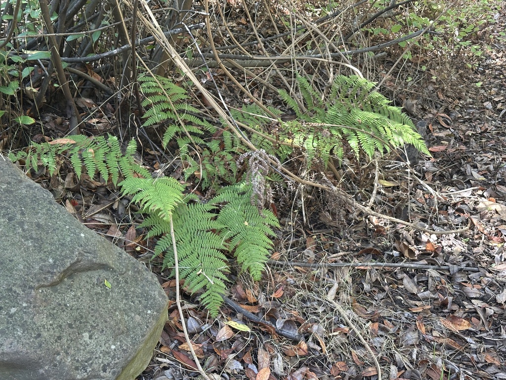 Dryopteris arguta; photograph author not stated, no rights reserved