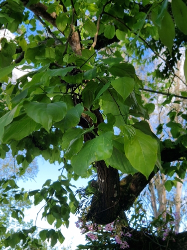 Japanese Raisin Tree