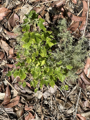Malacothamnus fasciculatus, photograph 4