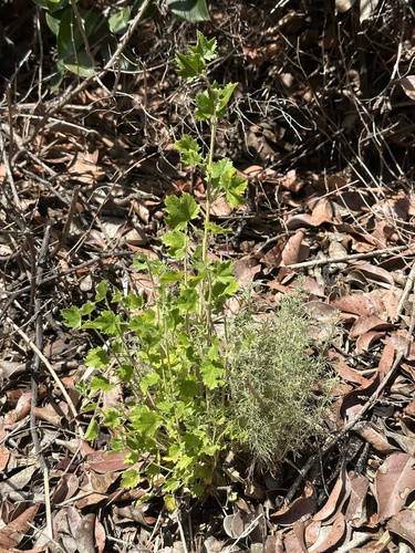 Malacothamnus fasciculatus, photograph 3