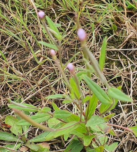 Epilobium palustre, photograph 6