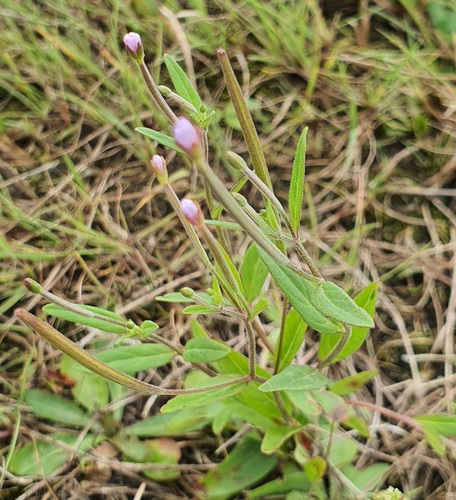 Epilobium palustre, photograph 5