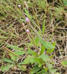 Epilobium palustre, photograph (c) Urgamal Magsar, some rights reserved (CC BY)