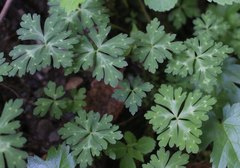 Anemonastrum flaccidum