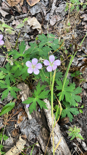 Richardson's geranium