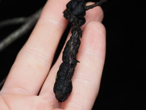 black knot