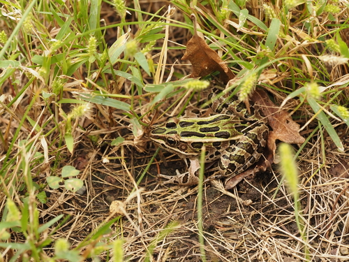 Northern Leopard Frog