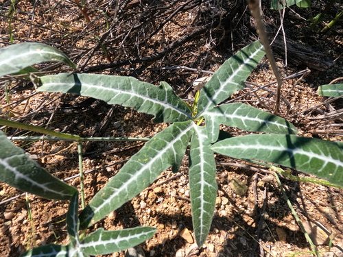 Cucurbita digitata, photograph 2