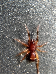Asagena americana