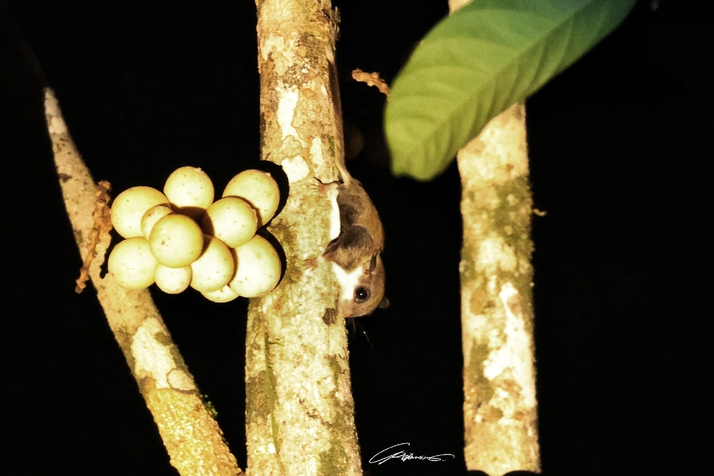 Lesser Pygmy Flying Squirrel